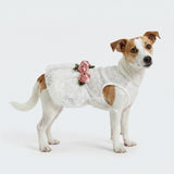Fitwarm Luxury Rose Lace Pet Dog Weddding Dress Bride Clothes Formal Apparel, XX-Small
