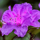 Azalea Japonica Orange |Colourful Evergreen Outdoor Garden Shrub Plant in 2L Pot