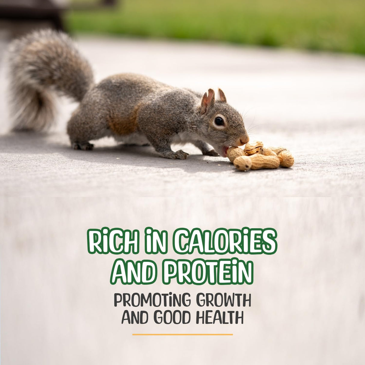 Premium Quality Raw Peanuts in Shell - 5 Pounds – All-Natural Food for Squirrels, Deer, Birds, and Other Wildlife Animals – Grown in The USA for Healthy Nutrition