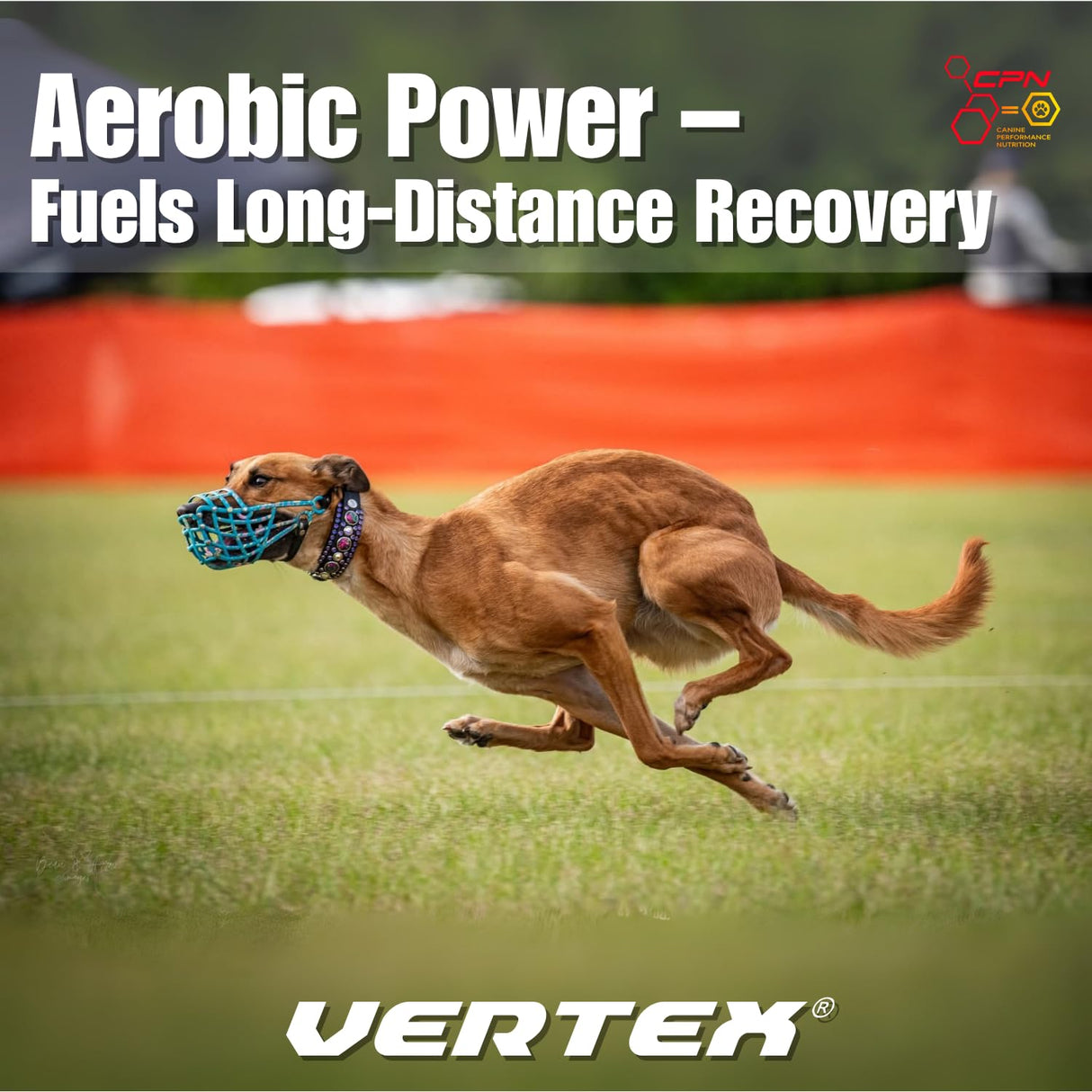 Vertex High-Performance Dog Supplement – Predigested Liver, Whey & Egg Protein – Supports Muscle, Recovery, Fertility, Digestion & Milk Production – Ideal for Working, Breeding & Active Dogs - 4LBS