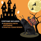 Calico, Monarch Butterfly Dog Costume Medium