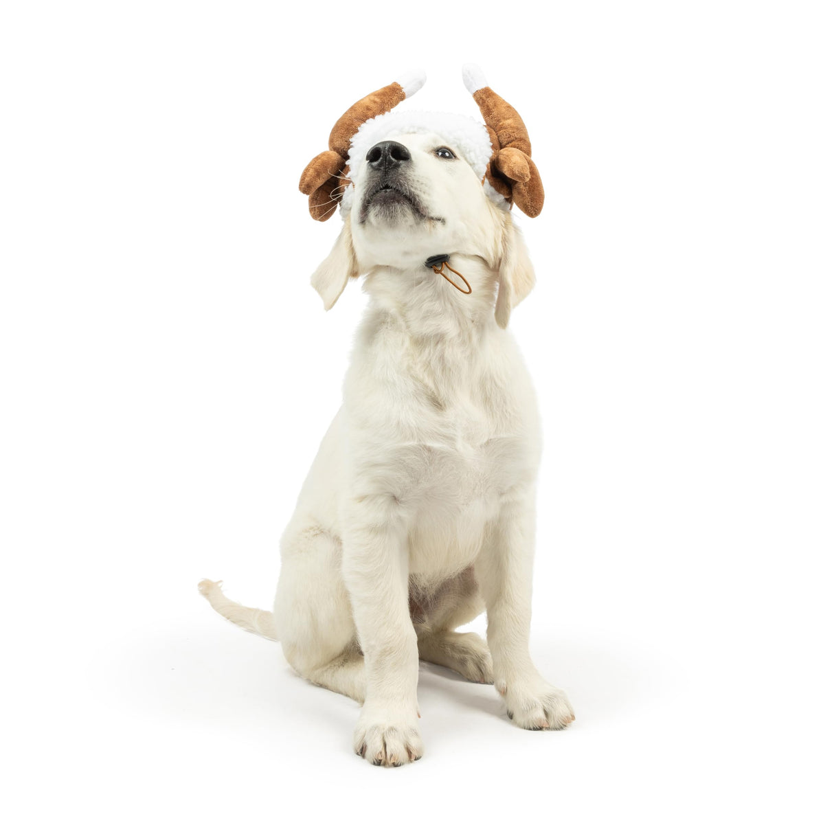 Huxley & Kent Pet Hat | Turkey Tester (Medium) | Fun Thanksgiving Holiday Hat for Dogs/Cats | Cute, Comfortable and Fun | SnugFit Strings for Best Fit