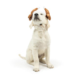 Huxley & Kent Pet Hat | Turkey Tester (Medium) | Fun Thanksgiving Holiday Hat for Dogs/Cats | Cute, Comfortable and Fun | SnugFit Strings for Best Fit