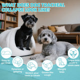 Collapsed Trachea Treatment for Dogs, Trachea Cough Elixir, Dog Kennel Cough Relief, Herbal Supplements Promote Smooth Breathing for Dogs, Easy to Administer (2 FL OZ)