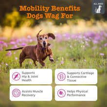 Load image into Gallery viewer, Zesty Paws Vet Strength Mobility Bites Beef &amp; Bacon Flavor Hip &amp; Joint Support Chews for Dogs with Glucosamine, Chondroitin, MSM, Hyaluronic Acid &amp; Serrazimes - 90 Count

