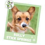 Nature Gnaws Bully Stick Springs for Dogs 7-8" (6 Count) - Long Lasting for Aggressive Chewers - Natural Curly Beef Dog Chew Bones - Rawhide Free