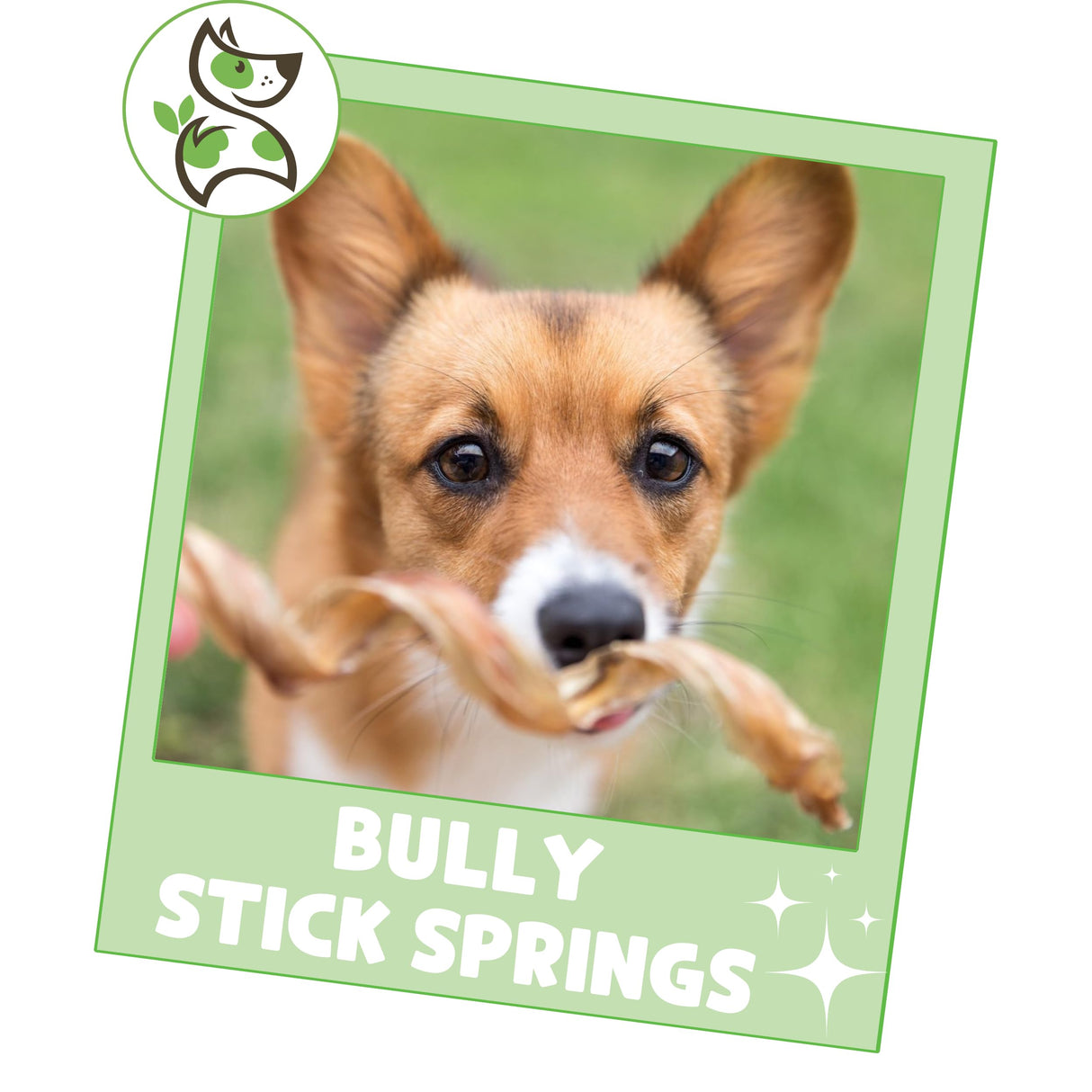 Nature Gnaws Bully Stick Springs for Dogs 7-8" (6 Count) - Long Lasting for Aggressive Chewers - Natural Curly Beef Dog Chew Bones - Rawhide Free