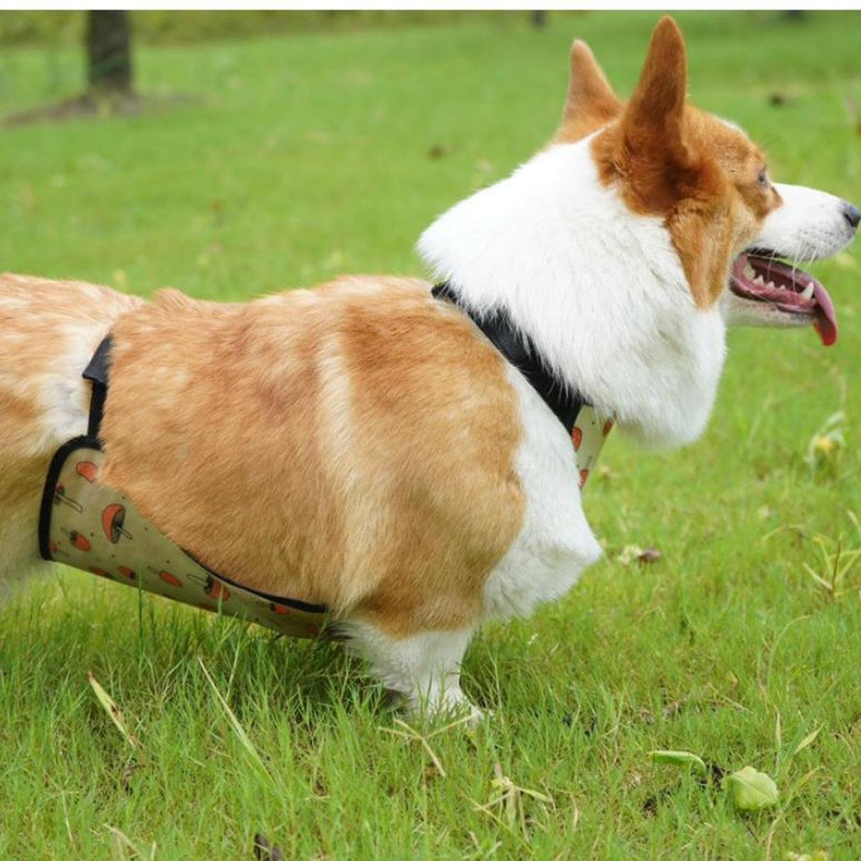 IUOUTG Waterproof Belly Vest for Corgi Anti-Dirty Dog Belly Cover Protector Raincoat for Short Leg Female Male Pet Outdoor Use
