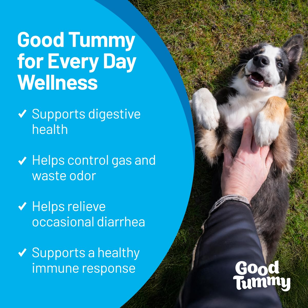 Pet HealthWorks Good Tummy Probiotic Chews for Dogs – Supports Digestive Health, Controls Gas, Promotes Healthy Immune Function – Beef Flavor, 60 Soft Chews