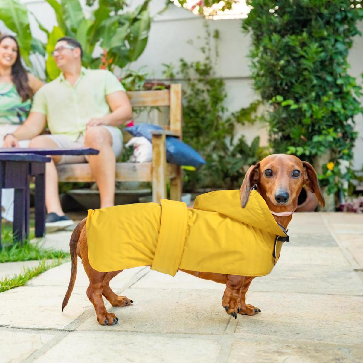 Dachshund Raincoat Clothes Jacket Dogs Waterproof fit for Dachshunds Weiner Long Back Breeds with Reflective Stripe Great Coverage Yellow M
