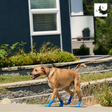 RC Pet Products Sporty PAWks Anti-Slip, Stylish, Functional, Protective Dog Socks | X-Small, Electric Blue/Cyan