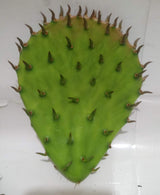 12 Oz FRESH Tortoise Turtle Iguana Reptile SUPER FOOD Spineless Opuntia Prickly Pear Cactus