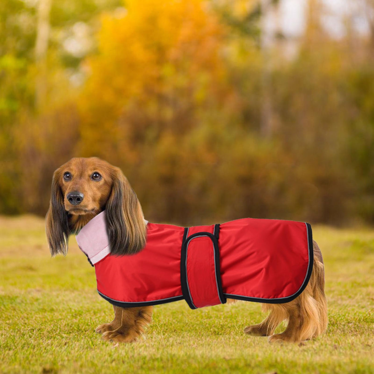Dachshund Raincoat Weiner Dog Clothes Corgi rain Coat Jacket Hook Loop Closure Great for Dachshund Weiner Corgi Long Back Breeds Red S
