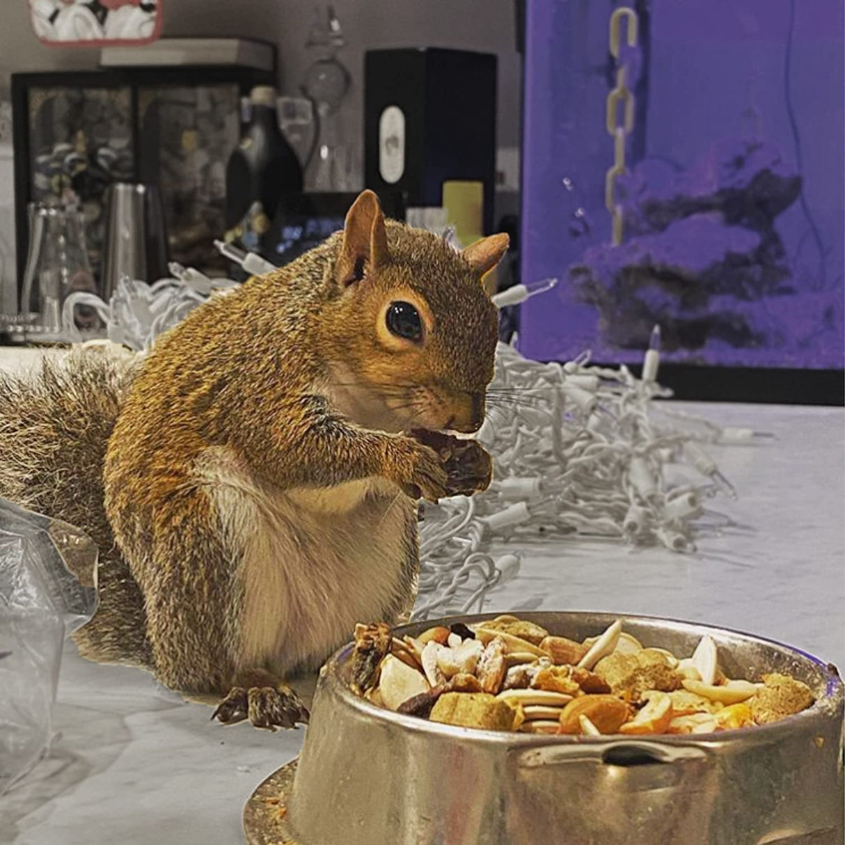 Exotic Nutrition Squirrel Complete (4 lb.) - Healthy Natural Food for Squirrels - Ground, Grey, and Flying Squirrels