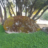 Outsidepride Perennial White Miniclover® Lawn Clover & Ground Cover Seeds - 1 LB