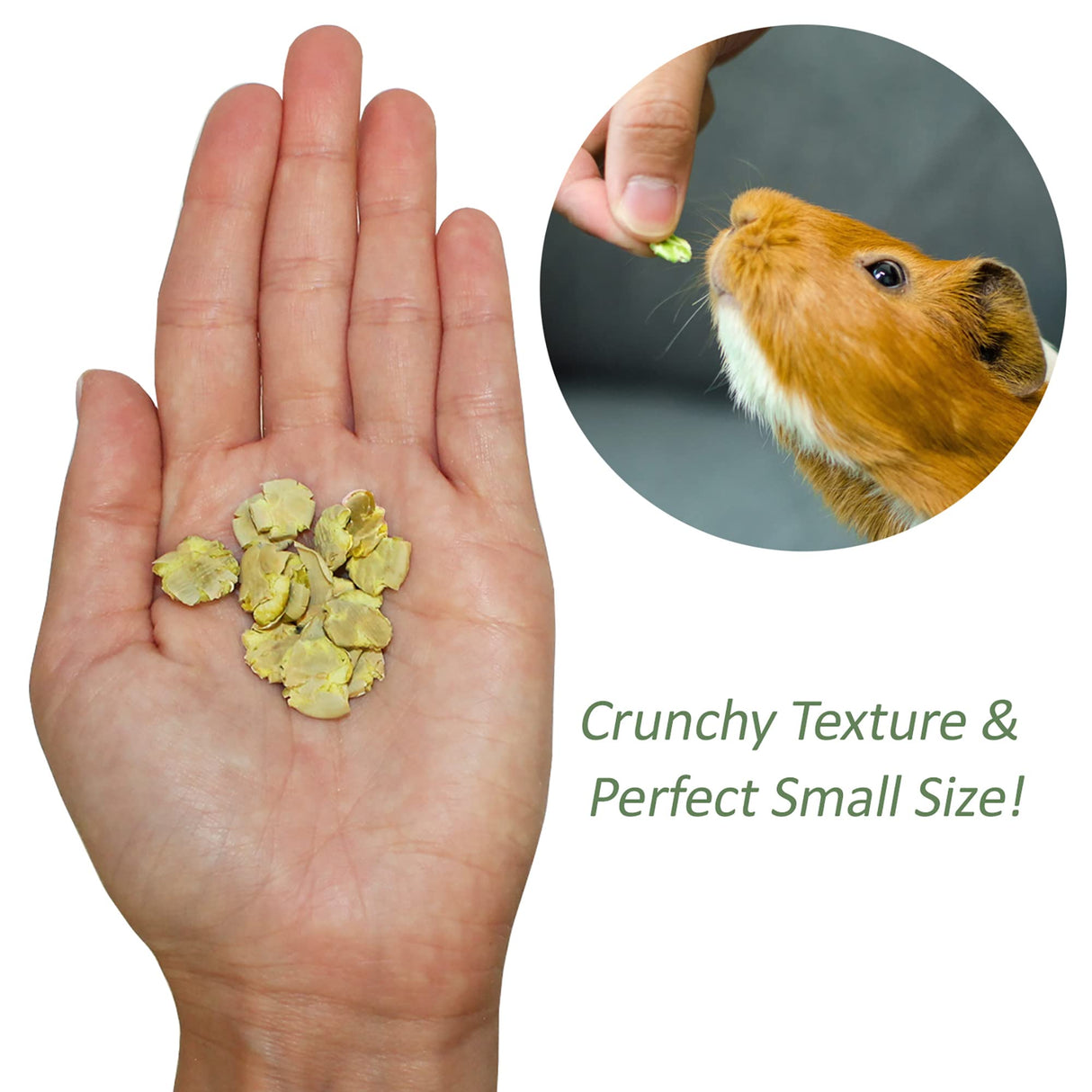 Exotic Nutrition Green Pea Flakes (1 lb.) - Healthy Natural Dried Vegetable Treat - for Rabbits, Guinea Pigs, Hamsters, Chinchillas & Other Small Pets