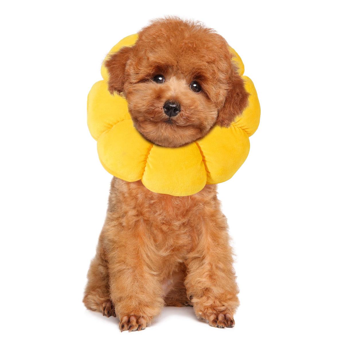 HOMBYS Soft Dog Cone for Dogs and Cats, Cute & Fluffy Flower Shape for Claming, Adjustable Dog Collar Alternative After Surgery, Protective Elizabethan Collar for Dogs Recovery & Stop Licking, M