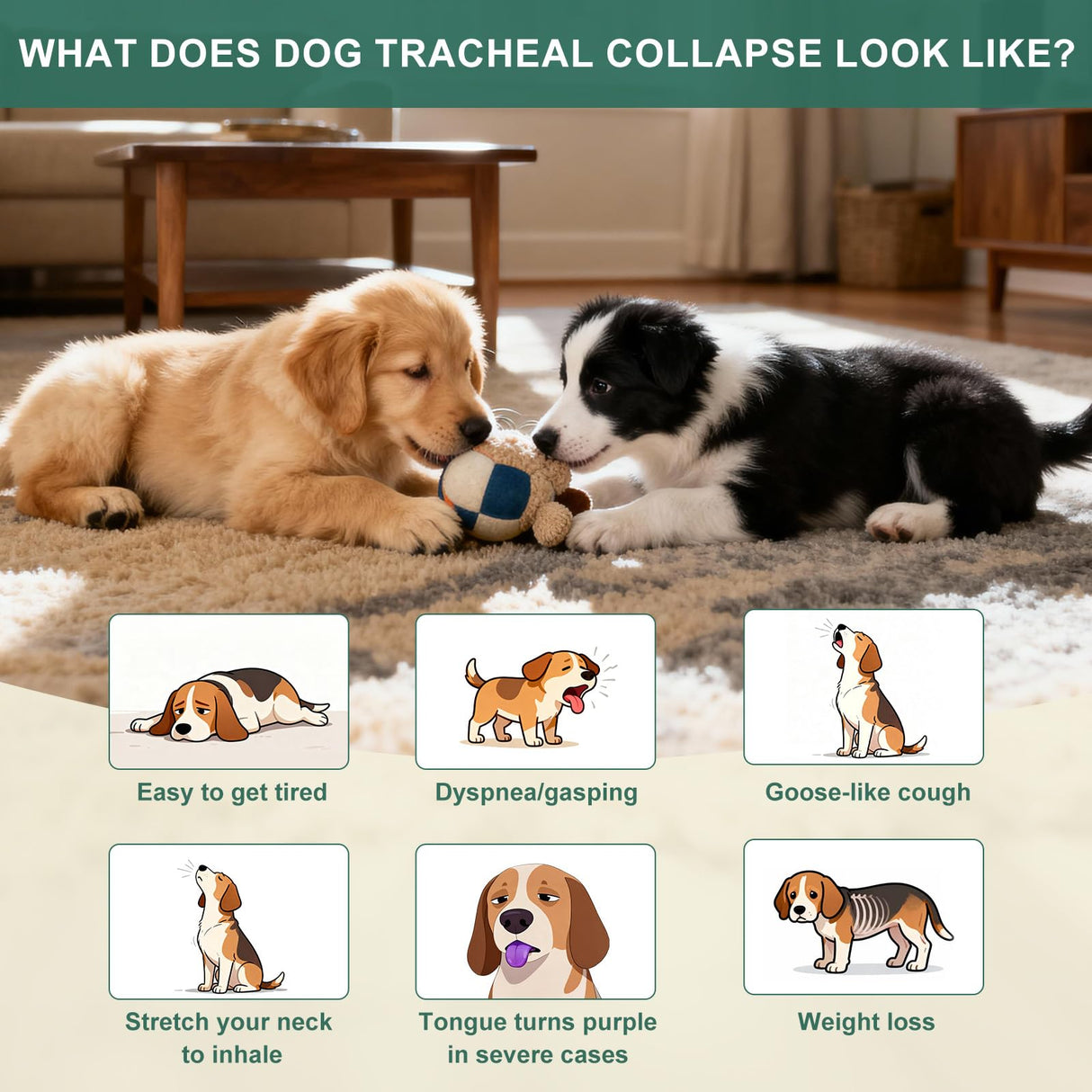 BiKontrun Collapsed Trachea Treatment for Dogs, Cough for Dogs, Trachea Cough Elixir, Natural Herbal Supplements Relieves Cough and Helps Soothe The Throat (2 FL OZ)