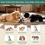 BiKontrun Collapsed Trachea Treatment for Dogs, Cough for Dogs, Trachea Cough Elixir, Natural Herbal Supplements Relieves Cough and Helps Soothe The Throat (2 FL OZ)