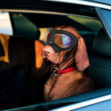 PETLESO Large Dog Goggles Pet Eyes Protection for Medium to Large Breed, Windproof Snowproof UVproof Dog Sunglasses for Outdoor Hiking/Cycling/Driving, Soft Frame Adjustable Straps, Clear Blue Lens