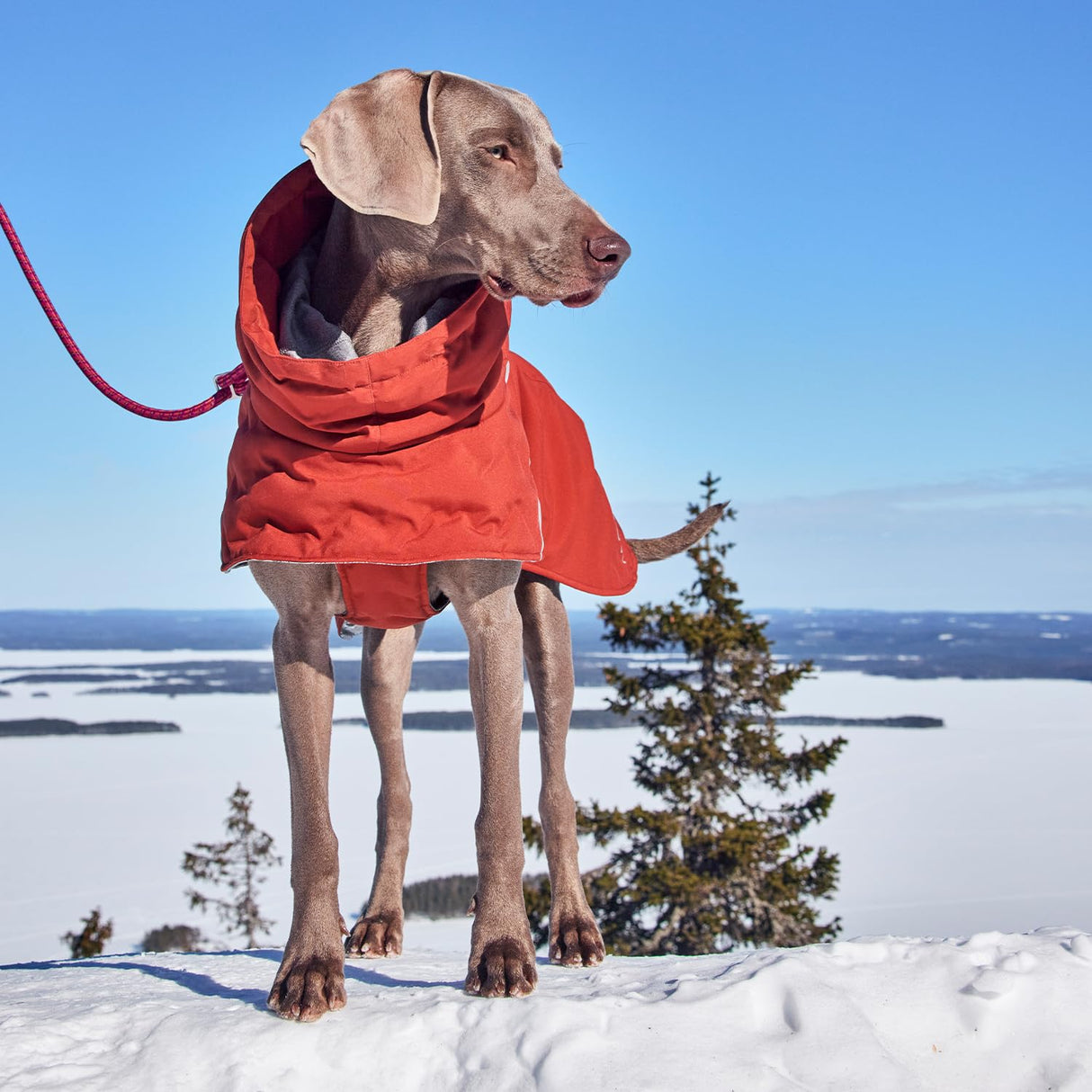 Hurtta Extreme Warmer III ECO, Cold Weather Winter Dog Coat, Eggplant, 22 in