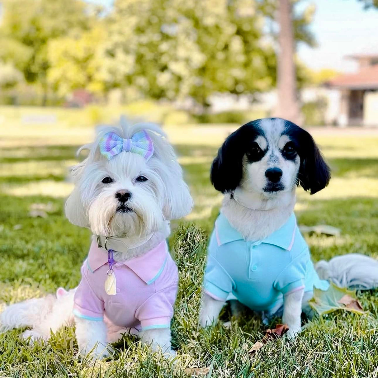 Blueberry Pet Back to School 2-Pack Prep School Style Dog Polo Shirts | Cotton Outfit for Small Pets in Pastel Pink + Blue, Back Length 14 inch