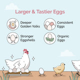 Mile Four Chicken Grit for Layer & Grower Chickens Age 8-20+ Weeks - 100% Natural Mineral Chicken Grit Quartzite, Poultry Grit, USA Mined, 4 lbs