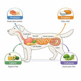 Dr. Goodpet Canine Digestive Enzymes Powder for Dogs – Supports Healthy Digestion, Gas Relief & Nutrient Absorption – Human-Grade Enzymes (Protease, Amylase & Lipase) – 7oz Digestive Supplement