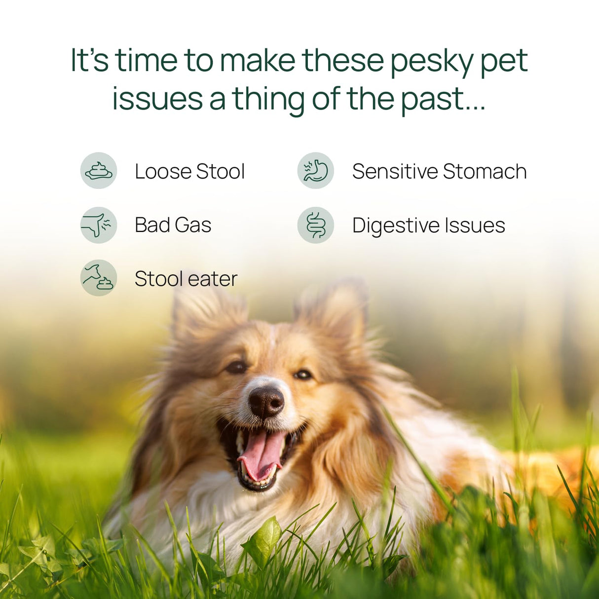 pawTree Gastro Pro Plus® for Dogs and Cats - Probiotics, Prebiotics and Digestive Enzymes - for Sensitive Stomach, Digestive Issues, Loose Stool, and Bad Gas (30 ct)