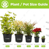 Camellia Japonica Bonomiana | Evergreen Flowering Hardy Garden Shrub in 9cm Pot