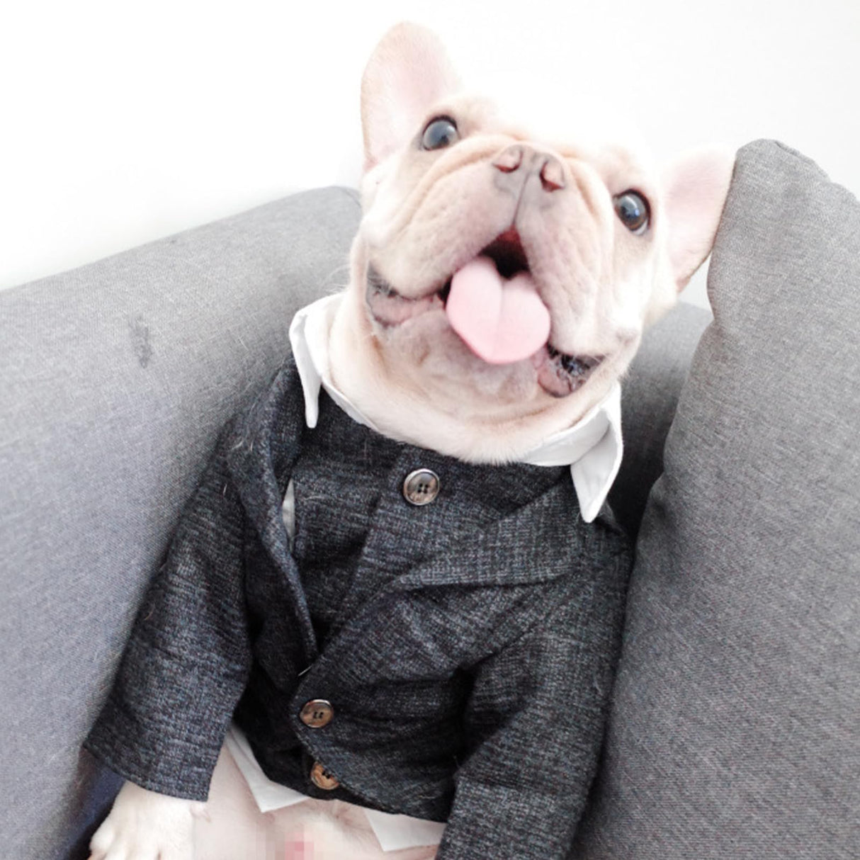 TQFlow Dog Clothes Pet Plaid Suit Dog Tuxedo Costumes, Formal Gentleman Apparel Vest, Wedding Party Birthday Wear French Bulldog Pug Teddy Terrier Pup(Black Coat, S)