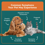 TotalVet Dog Allergy +1000 Food & Nutritional Sensitivity Test, Pet Intolerance Kit at Home — Advanced Complement to DNA Tests for Complete Pet Wellness