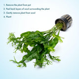 SubstrateSource Java Fern Live Aquarium Plants - Potted Freshwater Plant for Fish Tanks - Beginner Friendly, Low Light (Windelov, 1 Pot)