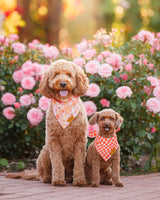 Remy+Roo Large Spring Dog Bandanas - 4 Pack Daisy Set | Premium Durable Adjustable Polyester Fabric | Patented Shape Girl Dog Bandana, Trendy Pattrens, Floral Dog Bandana