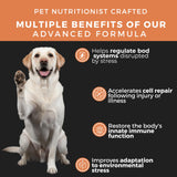 Pet Chef Turkey Tail Mushroom Chews for Dogs 7 Mushroom Blend with Lion’s Mane, Reishi, Maitake, Milk Thistle & Ginger Root for Immune, Gut & Detox Support, 140 Soft Chews (Natural & Organic)