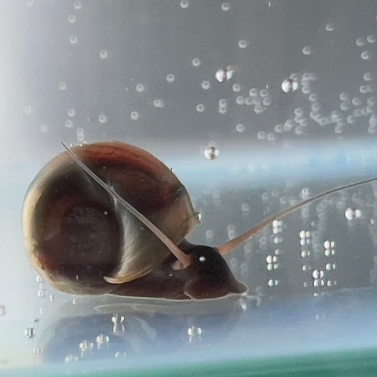 10 Live Ramshorn Snails by Dylfinds for Freshwater Aquarium/Pond Colony Start Clean-up Crew Planorbella Duryi (Variety Mix)