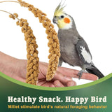 RANZ 5LBS Spray Millet Treat for Pet Birds, Hand-Harvested Bird Snack, Natural Sun-Dried Millet Spray for Parakeets, Parrots, Cockatiels, Lovebirds, Budgies, Finches, Canaries