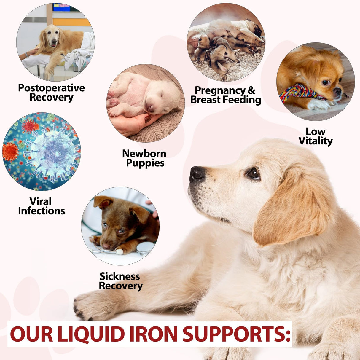 Iron Supplements for Dogs, Liquid Iron for Dogs with Folate and B12 Supports Anemia, Supplement for Anemia, Promotes Blood Health 2 oz