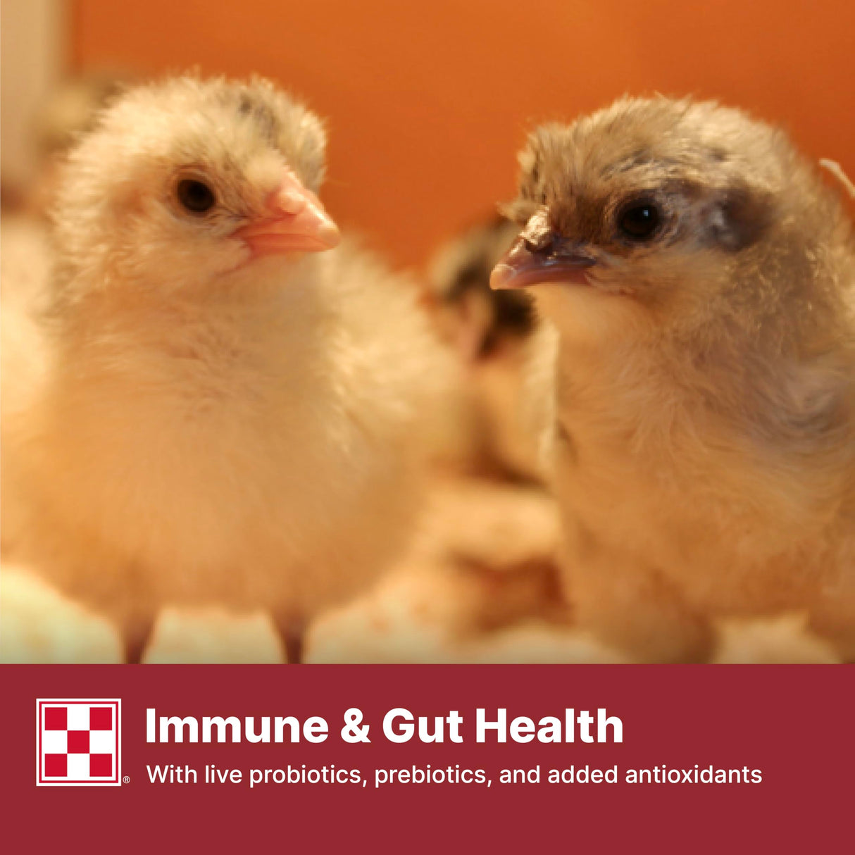 Purina Start & Grow | Nutritionally Complete Medicated Chick Feed Crumbles | 25 Pound (25 lb.) Bag