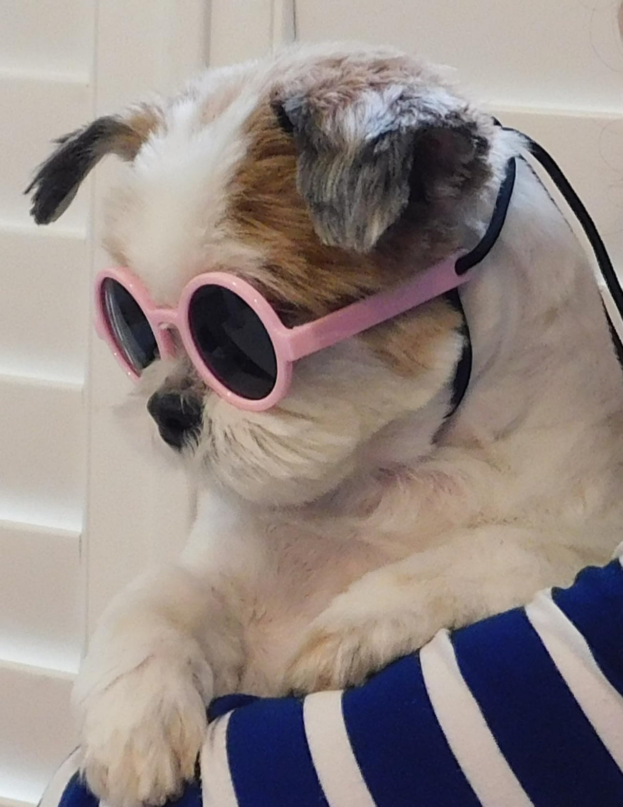 G016 Dog Cat Pet Round Sunglasses Goggles for Small Breed Dogs up to 15lbs (2-Pack Black + Pink)