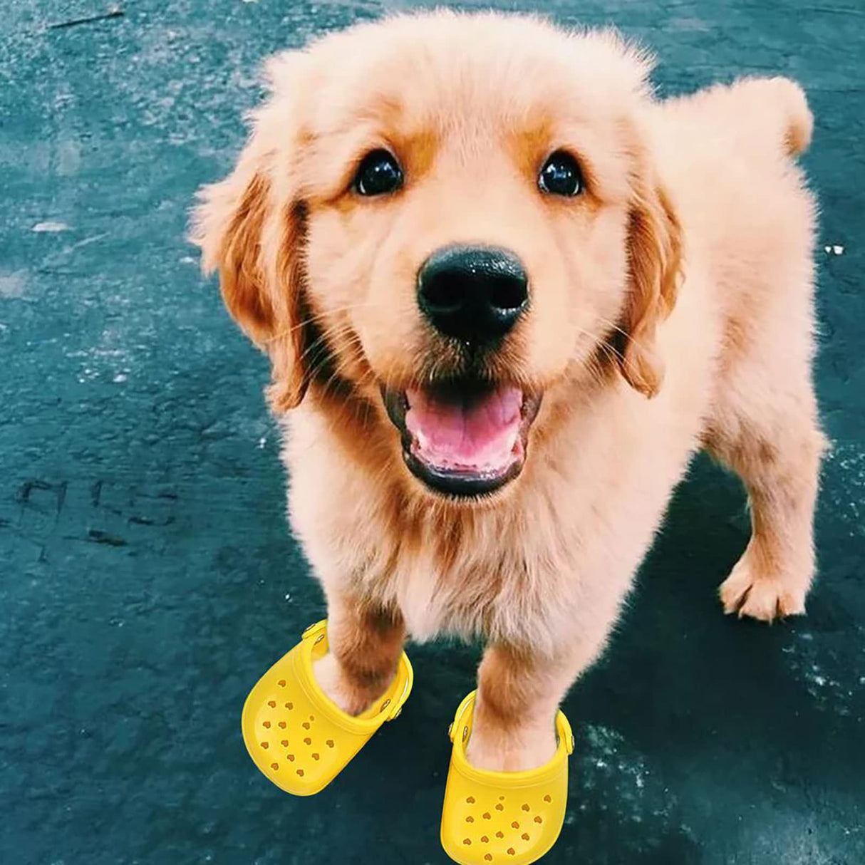 4 PCS Small Dog Sandals, Shoes for Dogs, Candy Colors Dog Sandals for Photo, Doggy Rubber Slipper Shoes Yellow