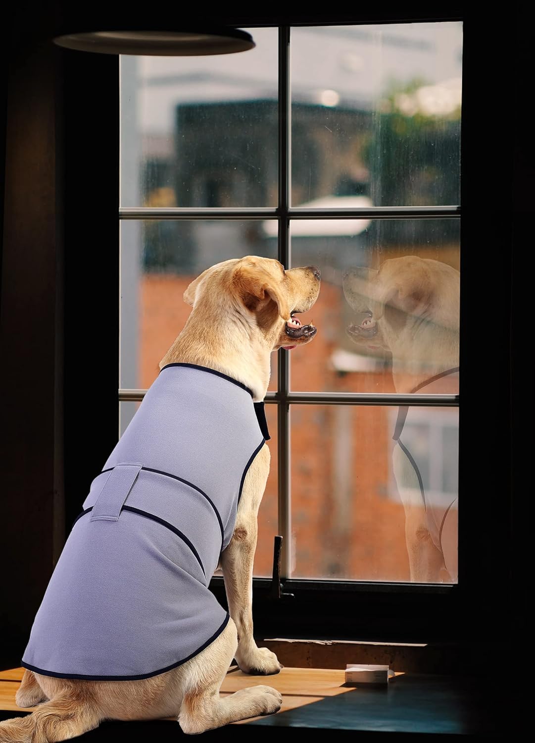 Sychien Dog Anxiety Dog Jacket,DogsThunder Calming Shirt Wrap Vest for Samll Dogs,Travel, Fireworks, Separation, Bluish Grey XS