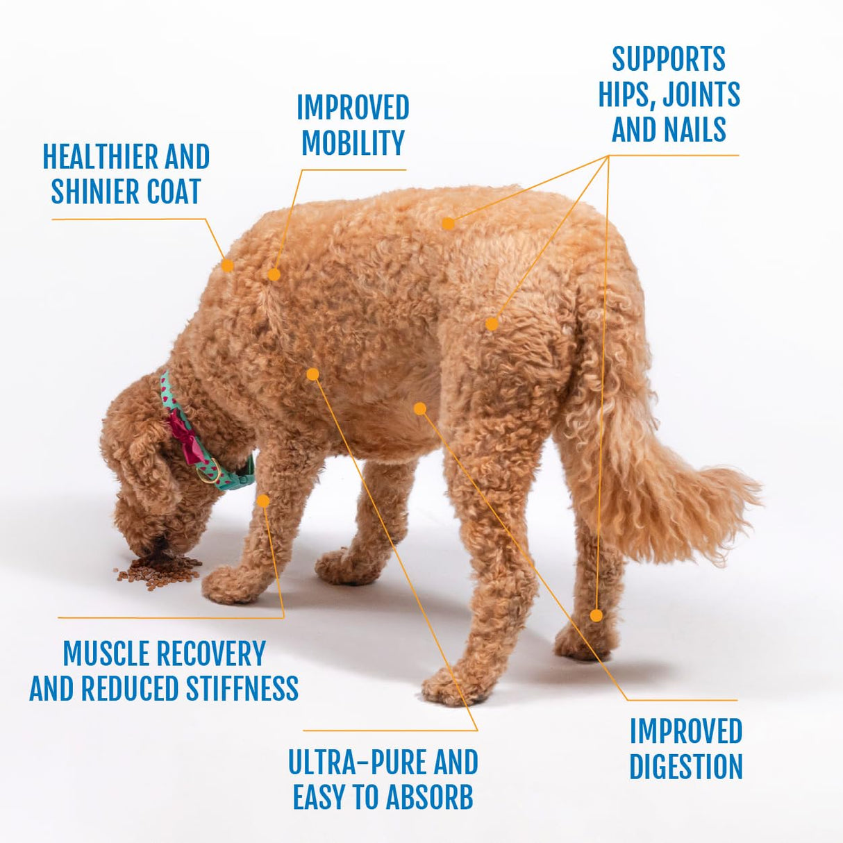 Eggshell Membrane Collagen for Dogs - Non-Gelatin and Non-Bone Marrow Based, All Natural Premium Dog Collagen Powder from Eggshell Membranes: Supports Pet Hips, Joints, Nails, Fur and Digestion.