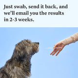 Wisdom Health Essential Dog DNA Kit | Most Accurate Test | 365+ Breeds | 30 Genetic Health Conditions | 50+ Traits, Relatives, Ancestry | Pack of 1