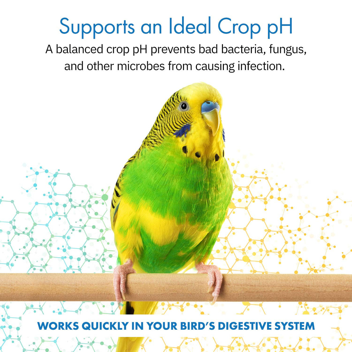 Equa Holistics HealthyGut™ Avian Probiotics Dietary Supplement for Parrots, All-Natural Digestive System Formula (120 Servings)