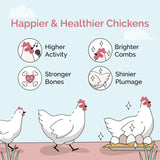 Mile Four Organic Chicken Feed – Layer Whole Grain, Non-GMO, USA Grown, 16% Protein, Corn-Free, Soy-Free, Non-Medicated Feed for Chickens, 2 lb Sample
