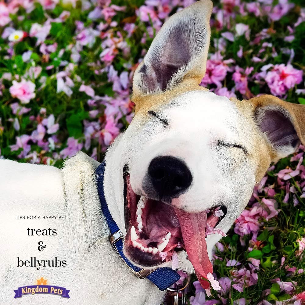 Kingdom Pets Chicken Jerky Dog Treats with Only 3 Ingredients and No Fillers, 3 Pound Bag