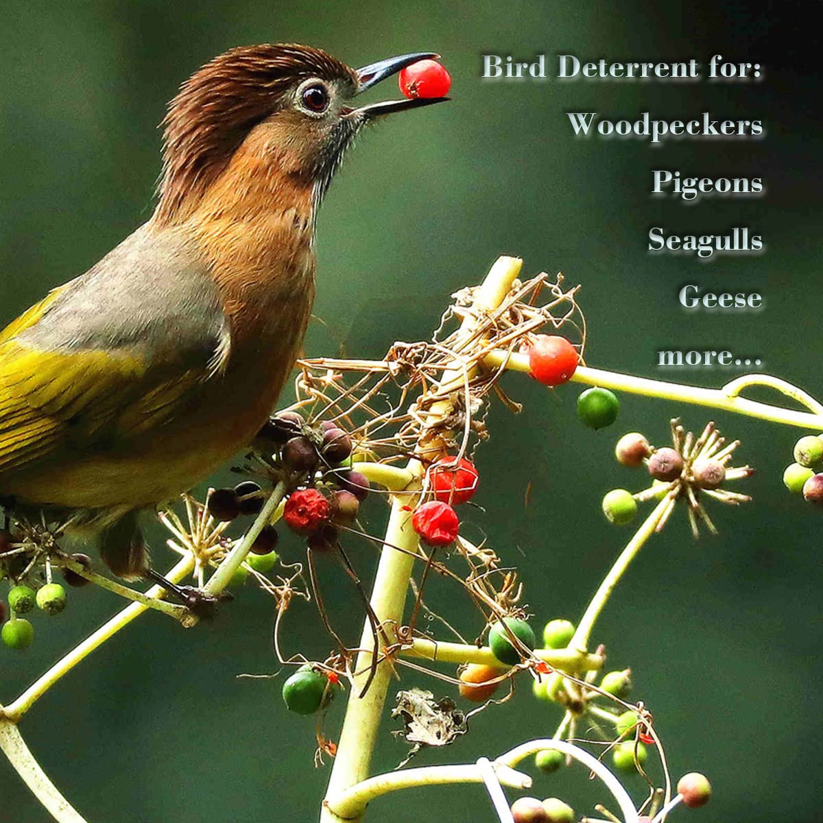 Holographic Reflective Bird Scare Discs for Woodpeckers and Pigeons, Bird Reflectors Scarer, Keep Birds Away, 24 Round Disks