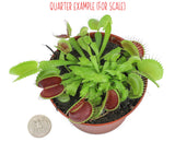 Non-Toxic Live Venus Fly Trap, Pet Safe Plant for Cats & Dogs, Dionaea Muscipula, Carnivorous Plants for Terrariums, Real Houseplants, Fun for Kids, 3 in. Pot