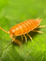 30 Live Orange Smoothie Roly Polys! Rolie Polie Isopods by Pocket Pets. Order only if Your temperatures are Between 20 and 95 Degrees